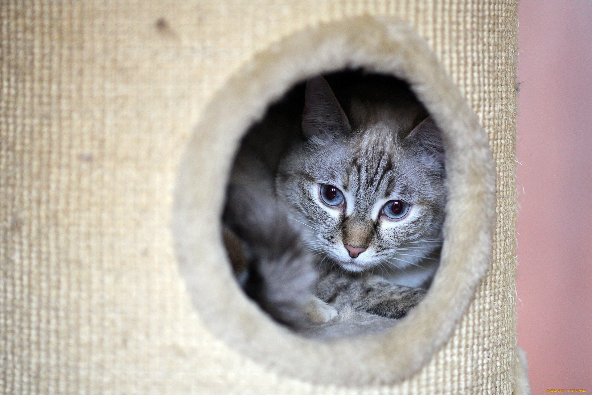 , , cat